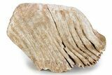 Fossil Columbian Mammoth Molar - Somervell County, Texas #283954-2